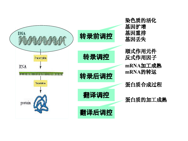 基因表达调控
