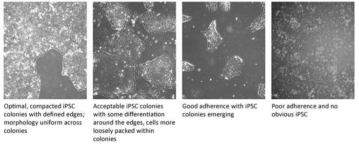 iPSC 细胞系