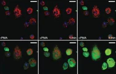 iPSC 分化细胞